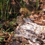 Red Satyr, <i>Megisto rubricata</i>