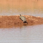 Red-eared Slider, <i>Trachemys scripta</i>