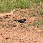 Red-winged Blackbird, <i>Agelaius phoeniceus</i>