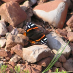 Red Admiral, <i>Vanessa atalanta</i>