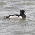 Ring-necked Duck, <i>Aythya collaris</i>