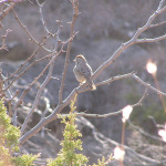 Rufous-crowned Sparrow, <i>Aimophila ruficeps</i>