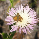 Sachem, <i>Atalopedes campestris</i>