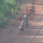 Scaled Quail, <i>Callipepla squamata</i>