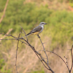 Scissor-tailed Flycatcher, <i>Tyrannus forficatus</i>