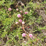 Sensitive Briar, <i>Schrankia occidentalis</i>