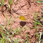 Sleepy Orange, <i>Eurema nicippe</i>