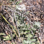Spectacle Pod, <i>Dimorphocarpa wislizeni</i>