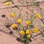 Stiffstem Flax, <i>Linum rigidum</i>