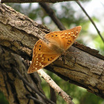 Tawny Emperor, <i>Asterocampa clyton</i>