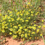 Threadleaf Groundsel, <i>Senecio flaccidus</i>