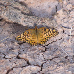 Variegated Fritillary, <i>Euptoieta claudia</i>