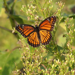 Viceroy, <i>Limenitis archippus</i>