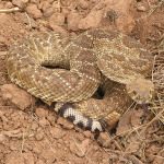 Western Diamondback, <i>Crotalus atrox</i>