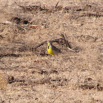 Western Meadowlark, <i>Sturnella neglecta</i>