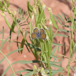 Western Pygmy Blue, <i>Brephidium exile</i>