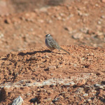 White-crowned Sparrow, <i>Zonotrichia leucophrys</i>