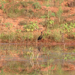 White-faced Ibis, <i>Plegadis chihi</i>