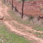 White-tailed Deer, <i>Odocoileus virginianus</i>