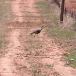 Wild Turkey, <i>Meleagris gallopavo</i>