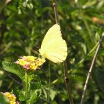 Clouded Sulphur, <i>Colias philodice</i>