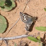 Common Checkered Skipper, <i>Pyrgus communis</i>
