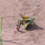 Green Skipper, <i>Hesperia viridis</i>