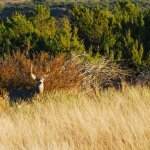 Mule Deer, <i>Odocoileus hemionus</i>