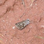Nysa Roadside Skipper, <i>Amblyscirtes nysa</i>